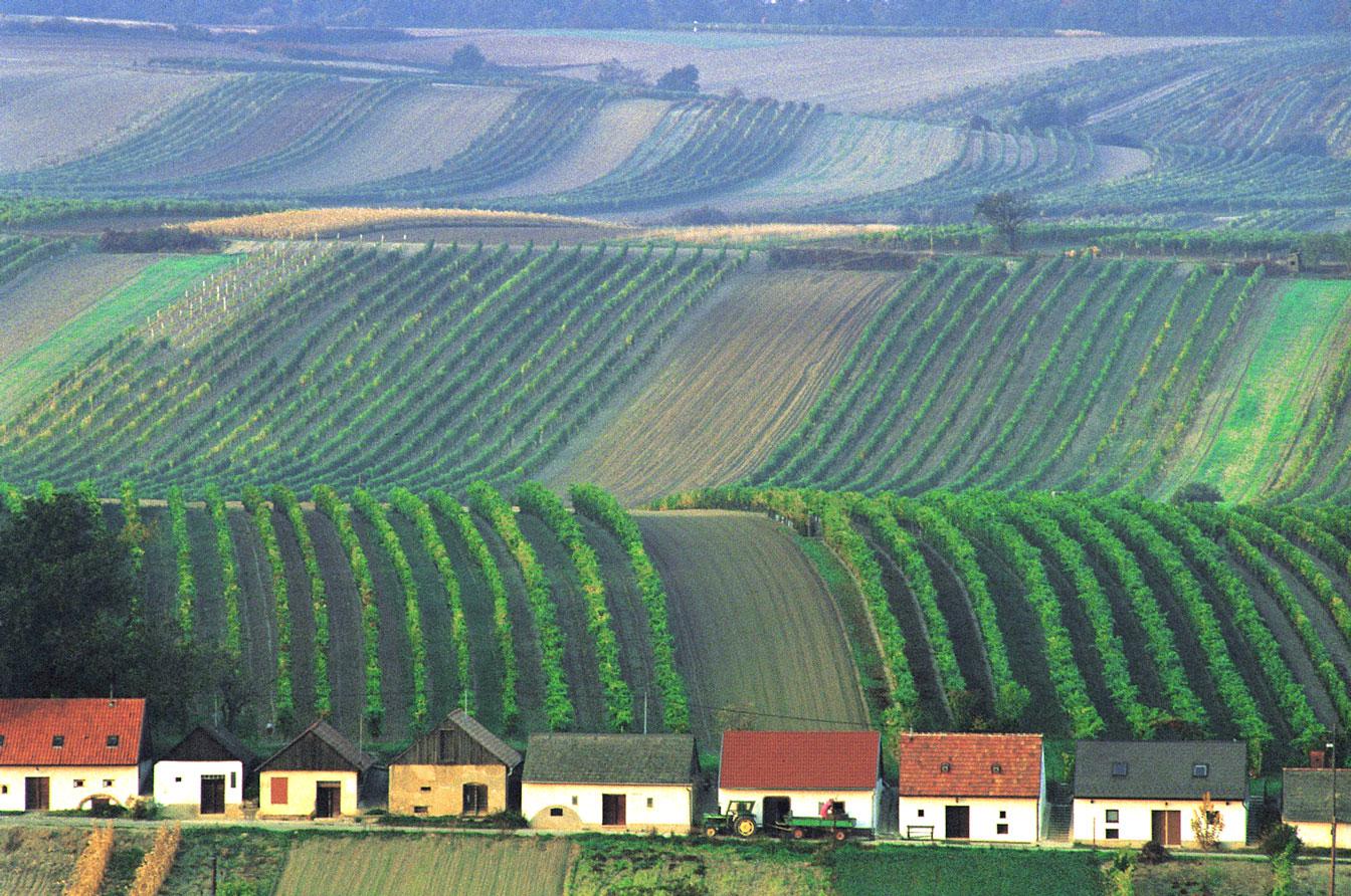 Weinviertel DAC