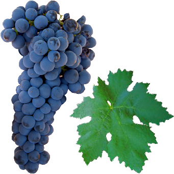 Tempranillo